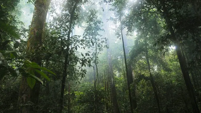 Want to Fight For The Rainforests Effectively? Here’s Where to Donate