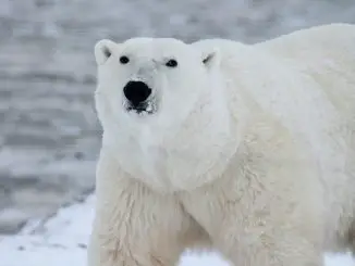 Scientists Alert: The Arctic is no Longer a Carbon Sink