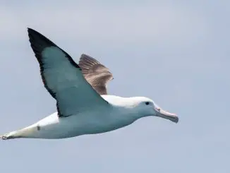 Albatrosses Help to Detect illegal Fishing