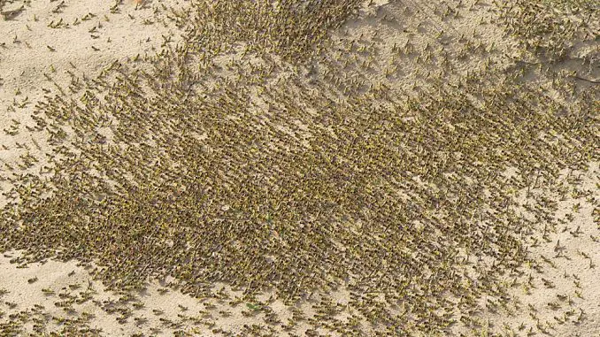 Largest Grasshopper Swarms in 70 Years in Kenya