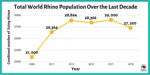 All Fewer Thief-Shot Rhinos in South Africa