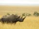 All Fewer Thief-Shot Rhinos in South Africa