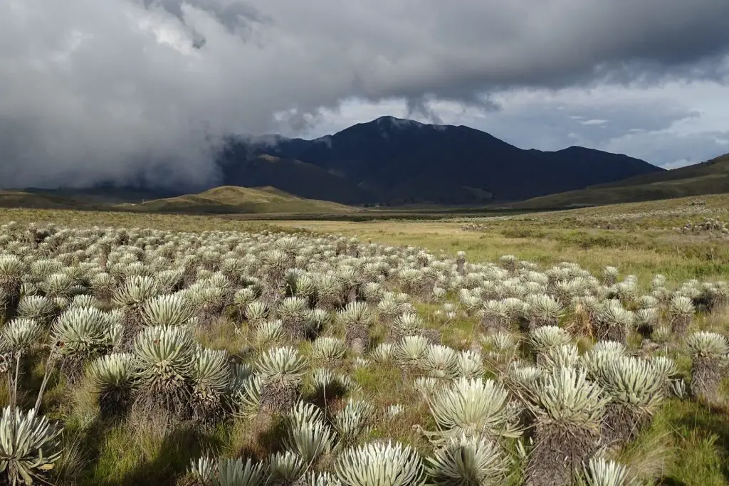 Páramo Nature Ecosystem - Complete Guide - Paramo