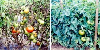 Odla friskare tomatplantor