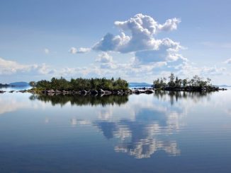 Svampar som kolhållare